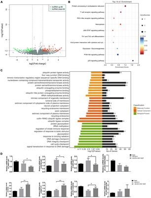 The lncRNA HCG4 regulates the RIG-I-mediated IFN production to suppress H1N1 swine influenza virus replication